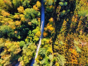 Trees in forest during autumn