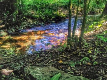 Reflection of trees in water