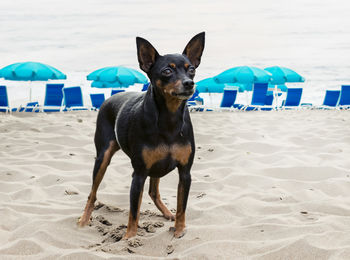 Dogs standing at beach