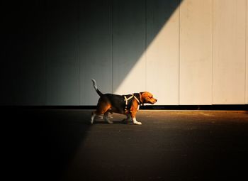 Dogs sitting on floor