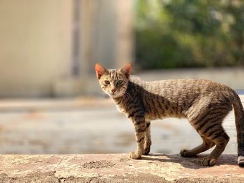 Portrait of a cat