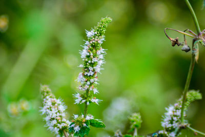 Close-up of bee on plant