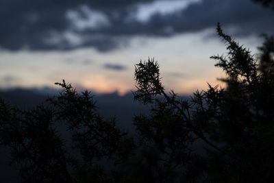 Low angle view of silhouette trees against sky at sunset