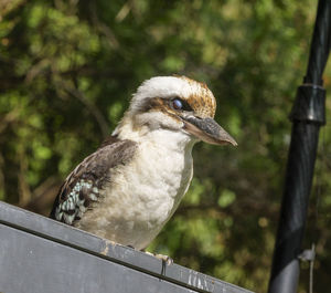 Close-up of bird perching on railing