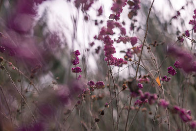 Close up of tree