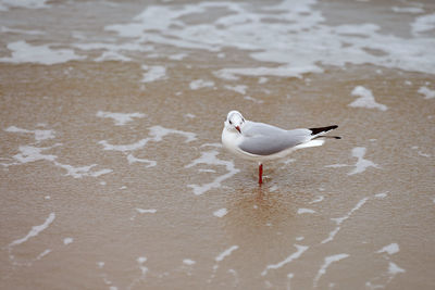 Seagull walking along sea. black-headed gull, chroicocephalus ridibundus, standing on sandy beach