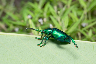 Close-up of emerald ash borer on leaf