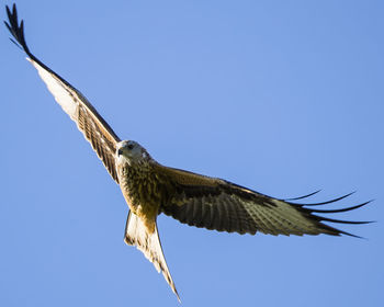 Low angle view of eagle against clear blue sky