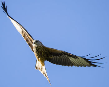Low angle view of eagle flying against clear blue sky