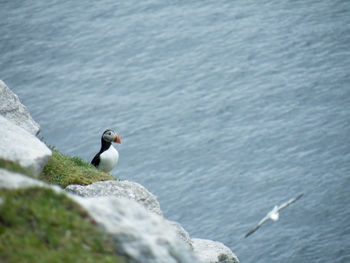 Bird perching on sea shore