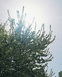 Low angle view of tree against clear sky