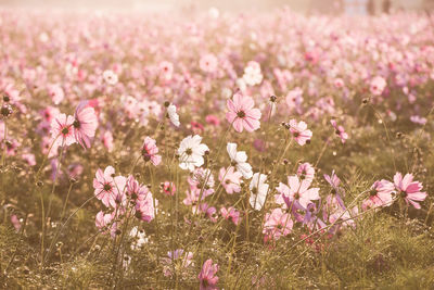 Close-up of pink cosmos flowers on field