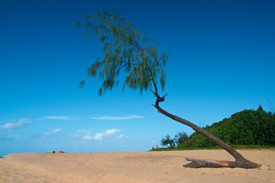 Tree on sand against clear blue sky