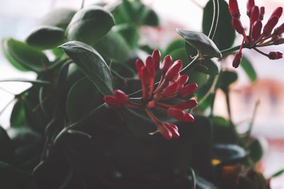 Close-up of red flowering plant