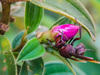 Close-up of insect on plant