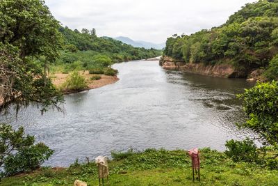 Scenic view of stream amidst trees against sky