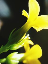 Close-up of yellow flower