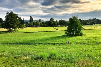 Scenic view of grassy field against sky