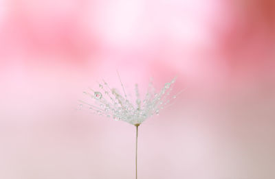 Dandelion seed against soft background
