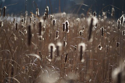 Close-up of plants on field