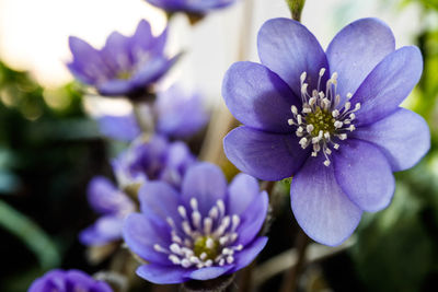 Close-up of purple flowering plant