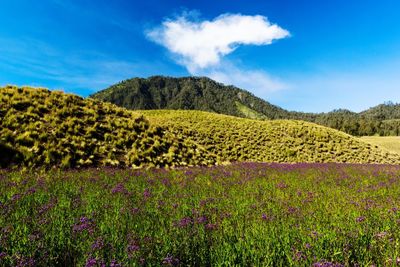 Scenic view of grassy field against sky