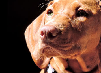 Close-up of a dog over black background
