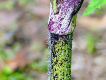 Close-up of moss growing on tree trunk