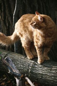 Orange tabby cat outdoors