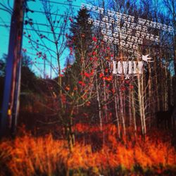 Plants and trees by house in forest during autumn