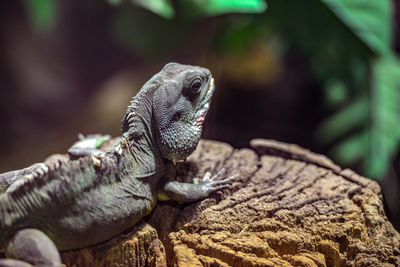 Close-up of lizard on rock