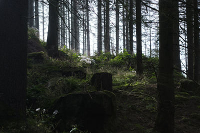 Trees in forest