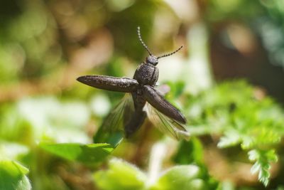 Close-up of housefly on plant