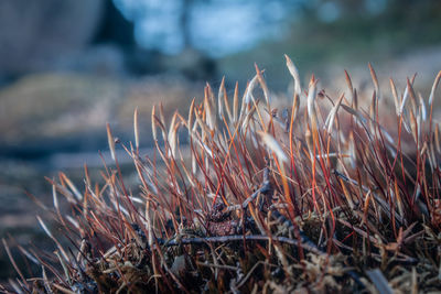 Close-up of dry grass on field