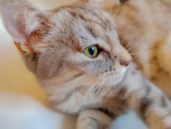 Close-up of cat looking away