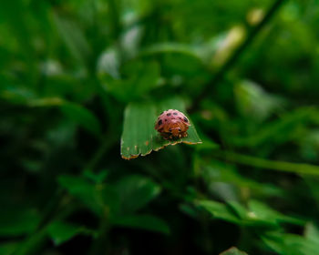 Close-up of insect on leaf