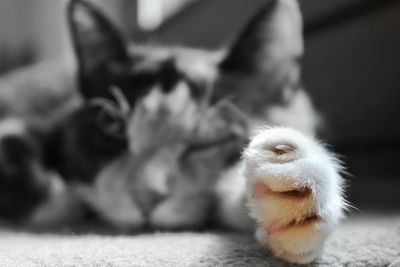 Close-up of rabbit