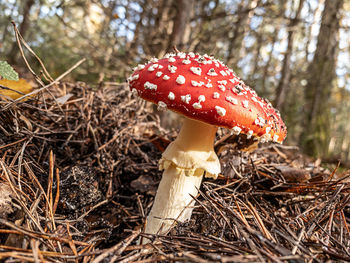 Close-up of toadstool mushroom growing on land