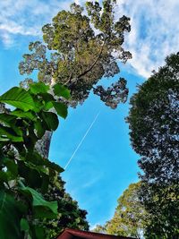 Low angle view of trees against blue sky