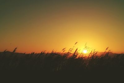 Plants at sunset