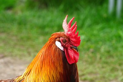 Close-up of rooster