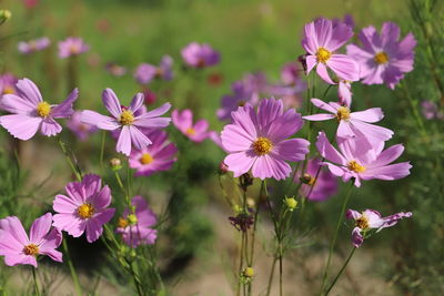 Close-up of pink flowering plants