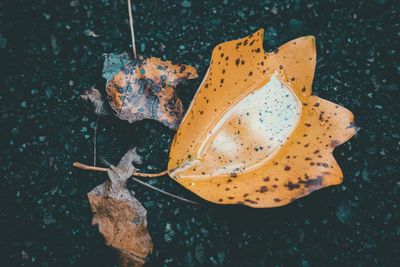 High angle view of dry leaf on water