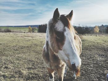 Horse standing on field