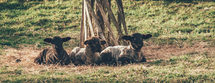 Dog sitting on grassy field