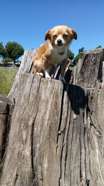 Dog lying on wooden wall