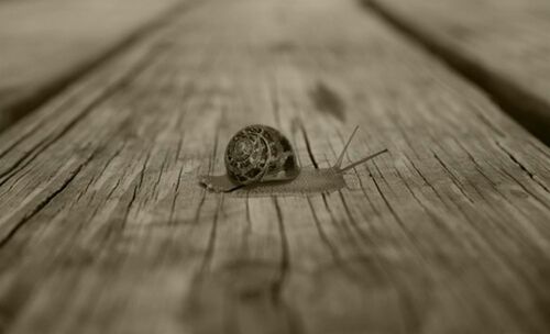 Close-up of snail on wooden plank