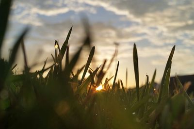 Close-up of plants growing on field at sunset