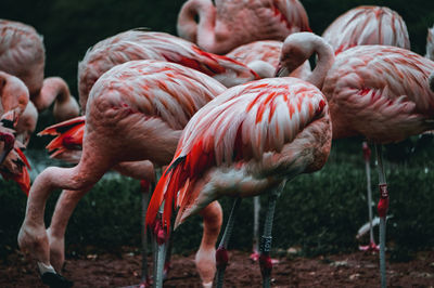 Flamingoes at lakeshore