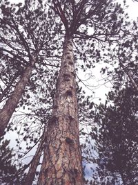 Low angle view of trees against sky